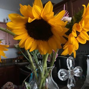 Meet your Posher, Frances